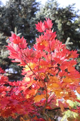 Acer shirasawanum 'Aureum' - javor Shirasawnův -listy podzim (1)